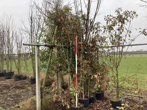 Mexican orange - Multi-stemmed trees (2x)