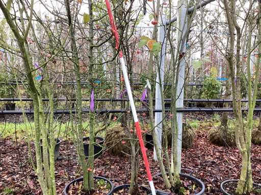 Jab?o? krabowa – drzewa wielo?odygowe (3x)