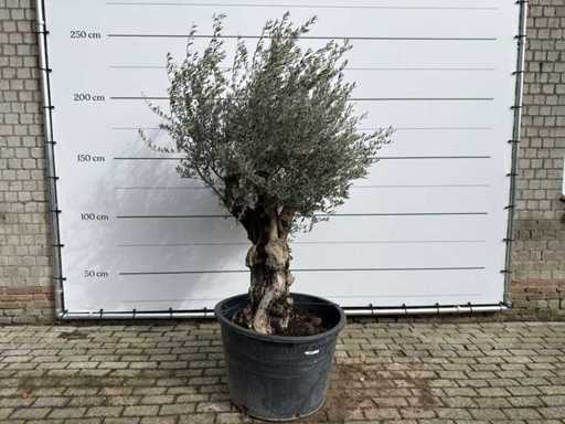 Pelle vecchia dell'ulivo - Olea Europaea - circa 100 anni - altezza circa 220 cm