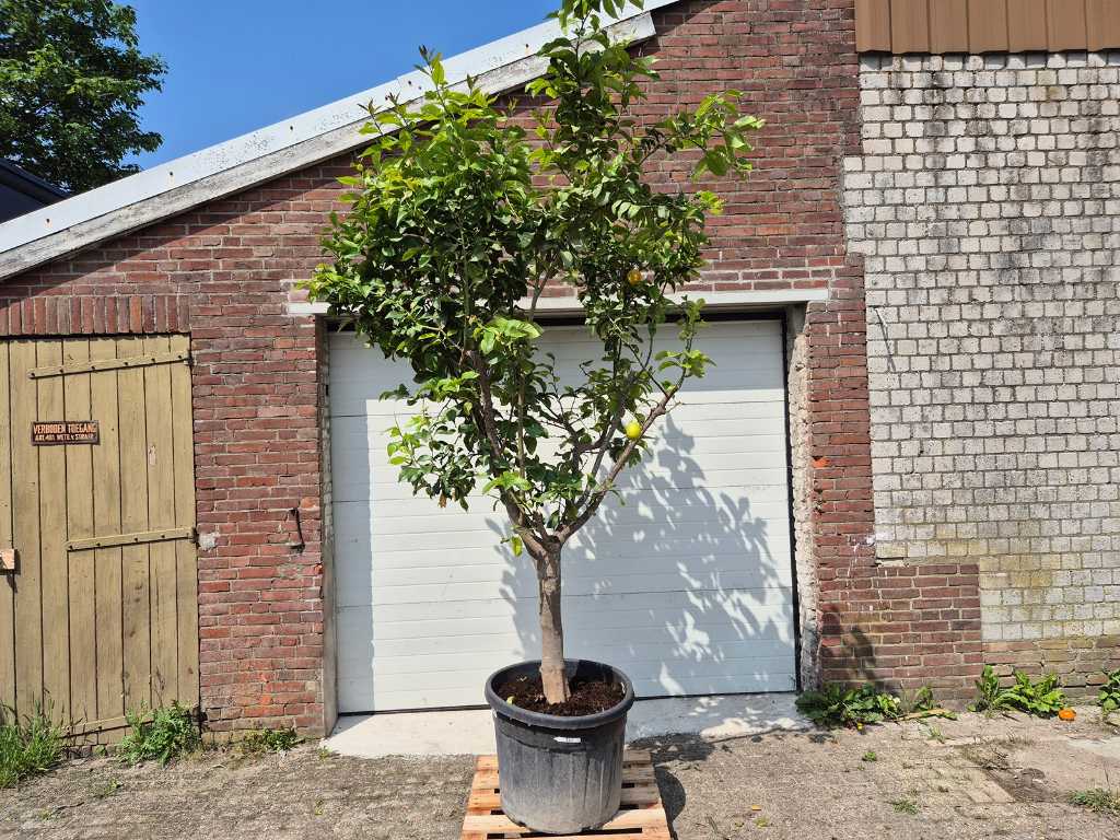 Zitronenbaum - Citrus Limon - Höhe ca. 275 cm