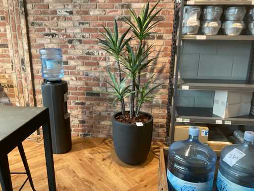 Pianta d'appartamento artificiale