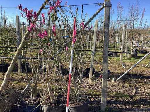 Arbore de lalea falsă - Arbore cu mai multe tulpini