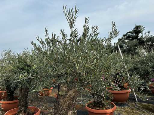  OLEA EUROPEA TARRINA 