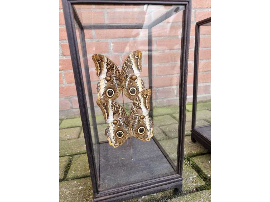 Display case with real butterflies
