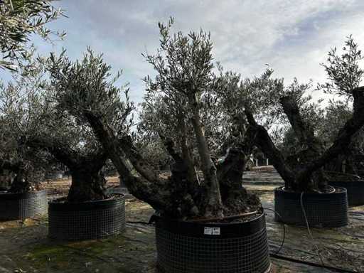 Centuries-old olive tree in basket