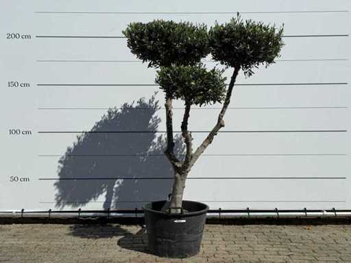 Pompone d'ulivo - Olea Europaea - circa 60 anni - altezza circa 200 cm