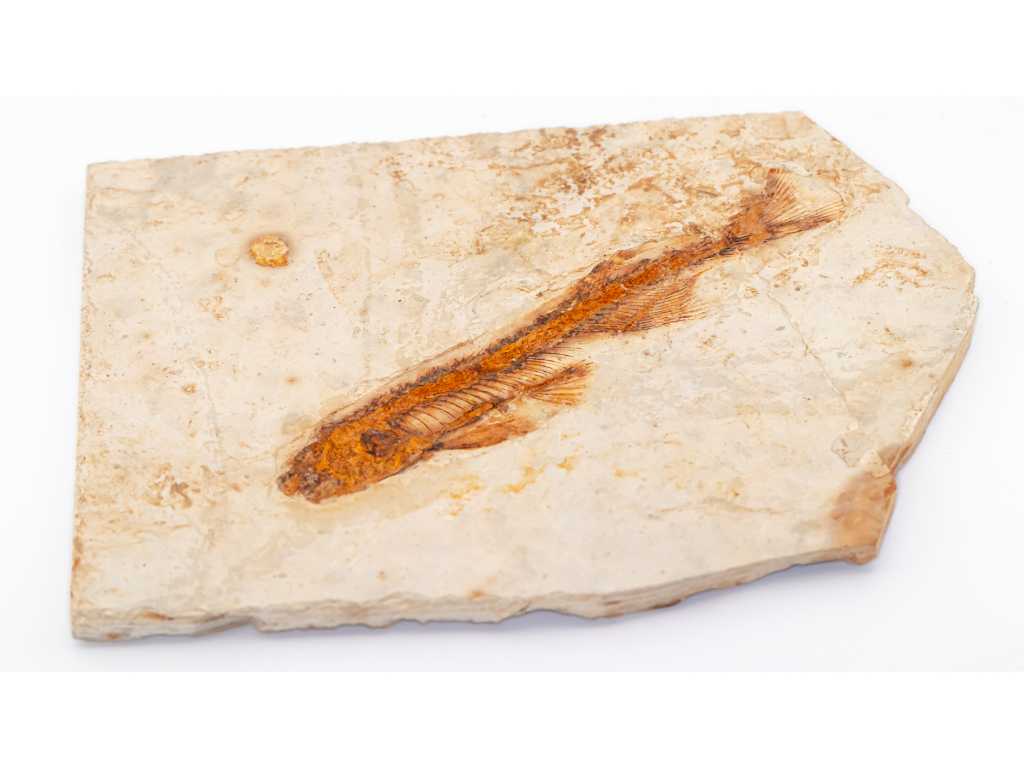 Fossile de Lycoptera Davidi (Crétacé - 125 millions d’années) Collection de fossiles 