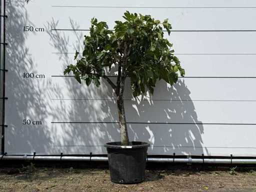 Trunchiul jos al smochinului - Ficus Carica - înălțime aprox. 150 cm