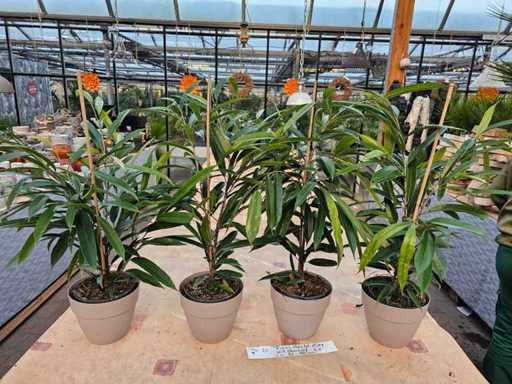 Set of 4 Ficus 'Amstel King' incl. Planters - Elegant Houseplants