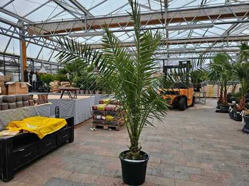 Impunător palmier phoenix (palmier curmal) - 200 cm - cu un aer mediteranean