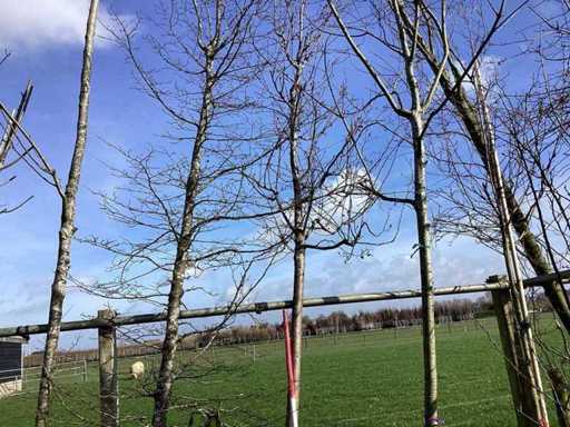 Sierappelboom - Vormboom