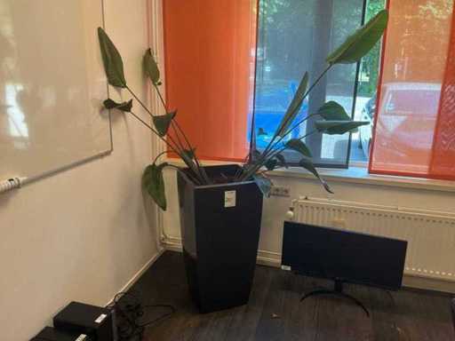 Plants with pots (2x)