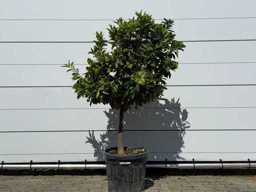 Mandarino - Citrus Reticulata - altezza circa 160 cm