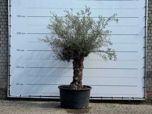 Olive tree Bonsai - Olea Europaea - approx. 80 years old - height approx. 250 cm