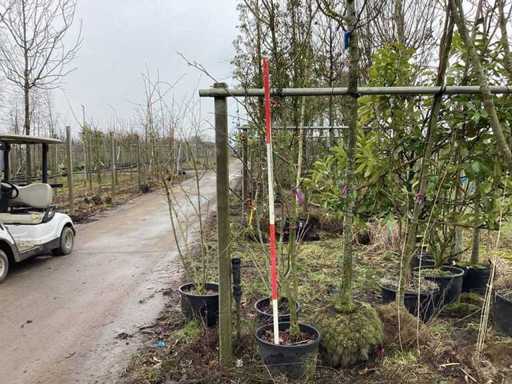 Roter Zierapfel – Mehrstämmiger Baum