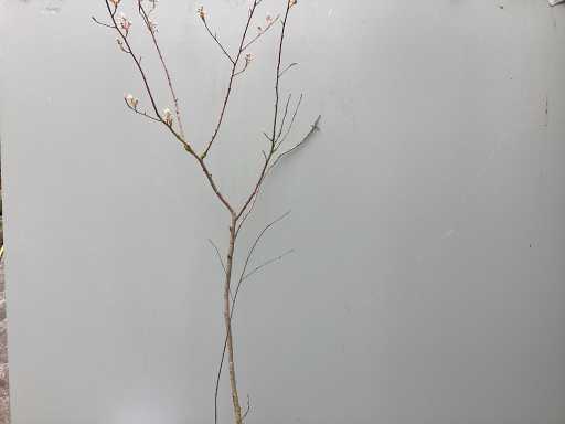 Assortiment haagplanten en struiken - Krenten - Crosnus rood & geel - Cariopteris - Vlinderstruiken (x40)