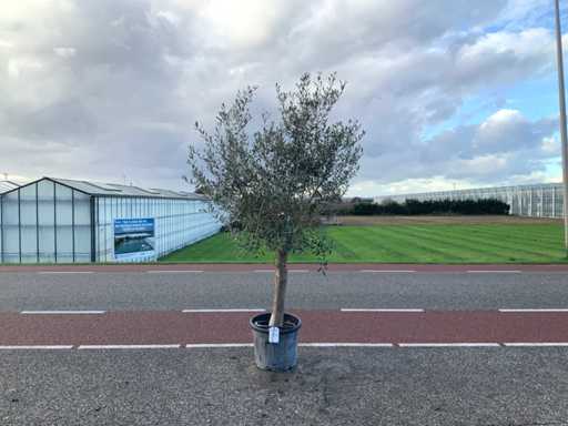 Olijfboom (Olea Europaea Lessini)