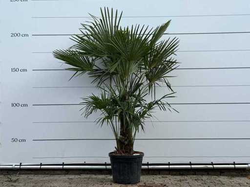 Triplo tronco a ventaglio cinese - Trachycarpus Fortunei - altezza circa 200 cm