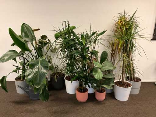 Pflanzen mit Töpfen (10x)