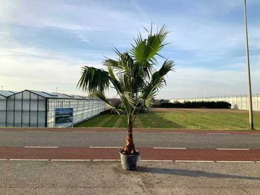 Palmboom (Washingtonia Robusta)
