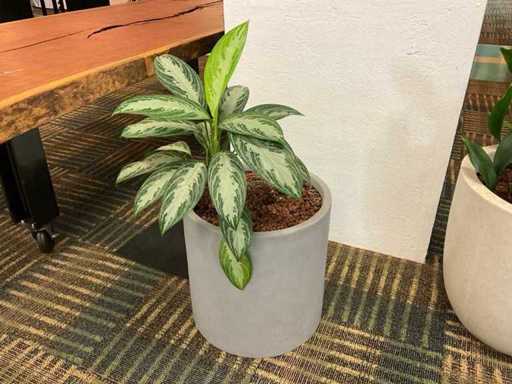 Hydroponische Pflanze mit Topf