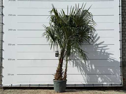 Chinese fan palm double stem - Trachycarpus Fortunei - height approx. 250 cm
