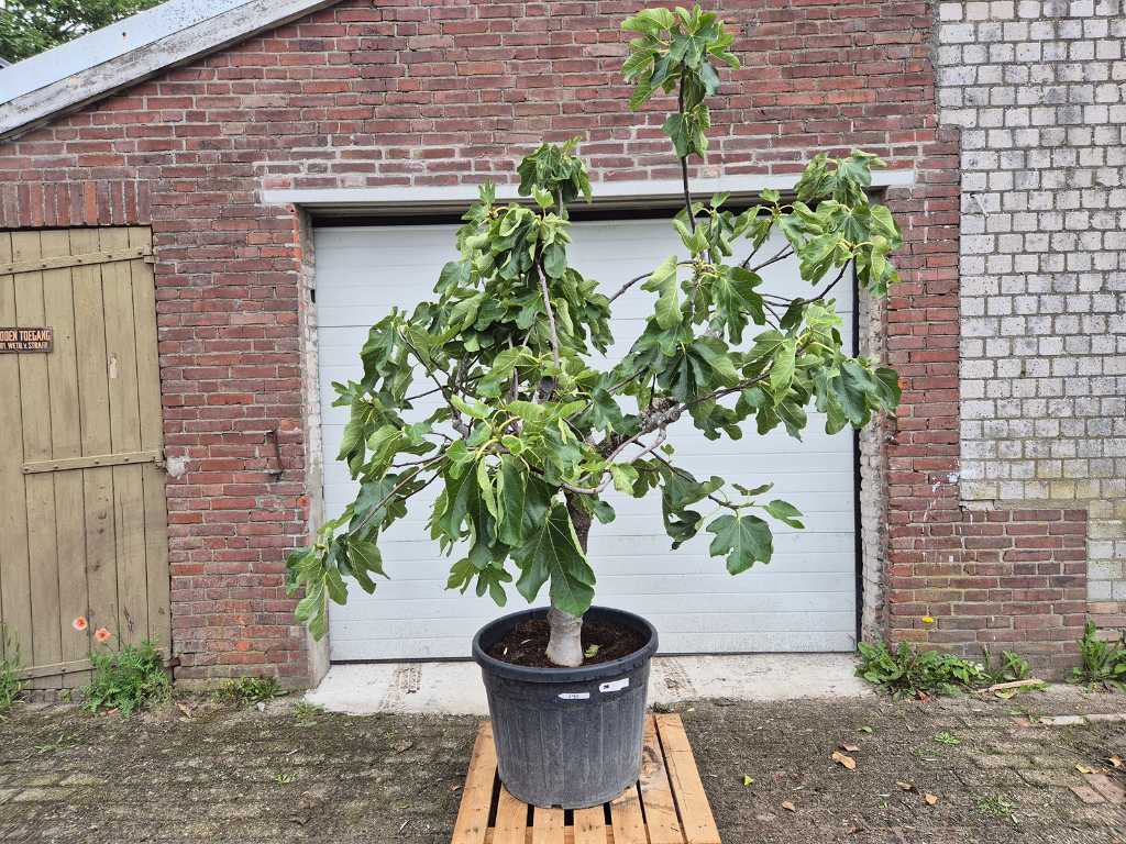 Figuier - Ficus Carica - Arbre fruitier - hauteur env. 200 cm
