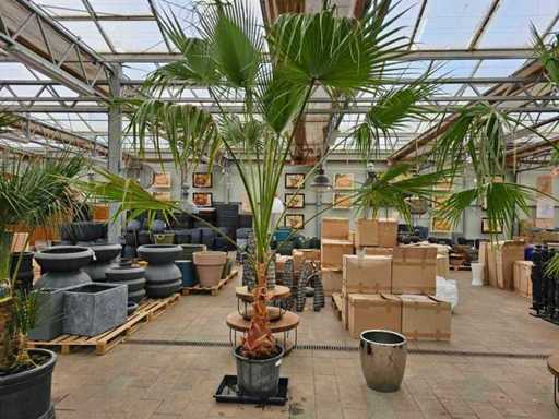 Imposante Washingtonia Palme - 300 cm - Winterhart bis -7°C