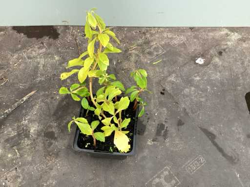 Assortiment bodembedekker - Pachysandra - Waldsteinia - Klimop - Vinca (x400)