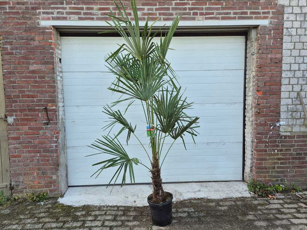 Chinese Fan Palm - Trachycarpus Fortunei - Mediterranean tree - height approx. 200 cm 