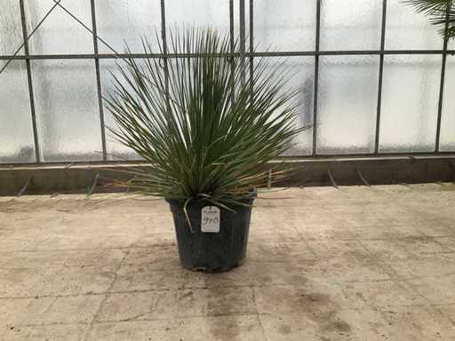 Pająkowa roślina (Dasylirion serratifolium)