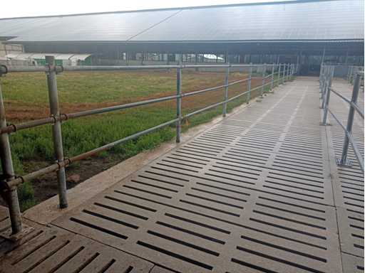 Van Dinther Loopgang runderen