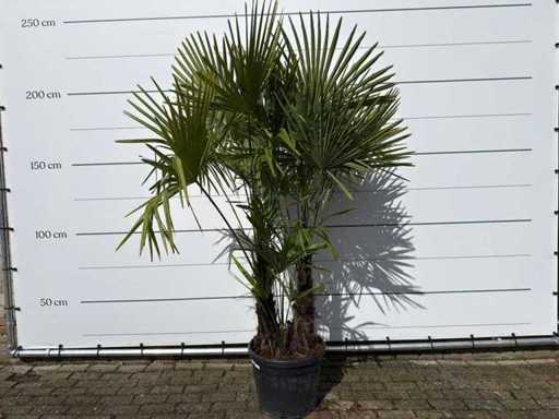 Chinese fan palm triple trunk - Trachycarpus Fortunei - height approx. 250 cm 