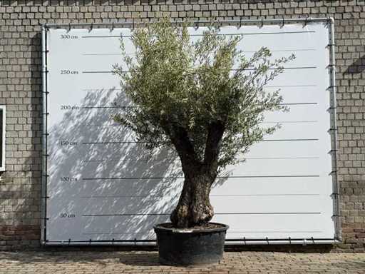 Branched Olive Tree XL - Olea Europaea - approx. 75 years old - height approx. 260 cm
