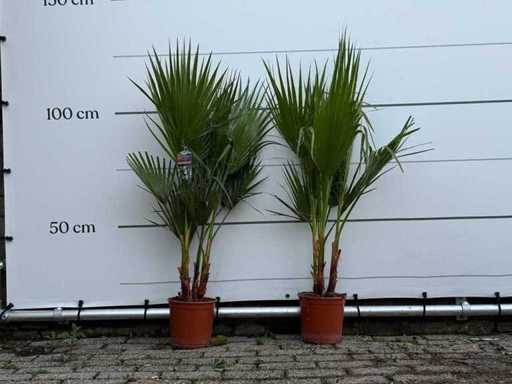 2x Mexikanische Fächerpalme – Washingtonia Robusta – Höhe ca. 120 cm