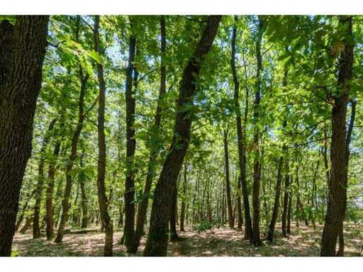 15,000 m² of mixed deciduous forest in the Vidin region - Bulgaria