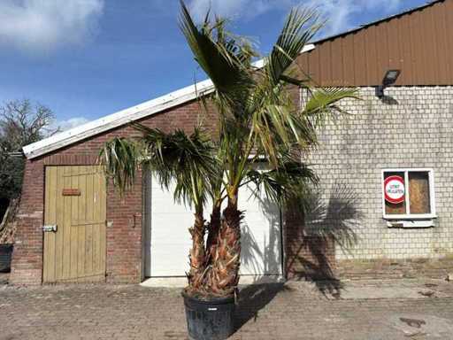 Palma a ventaglio messicana a stelo multiplo - Washingtonia Robusta - Altezza circa 300 cm