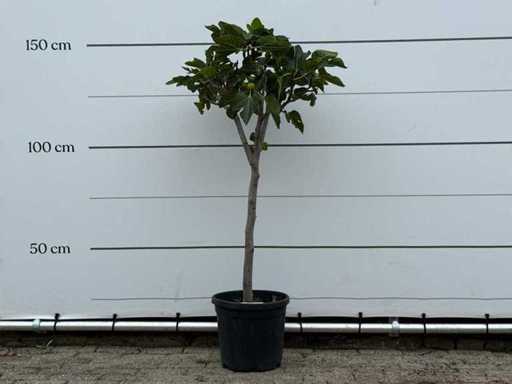 Fico - Ficus Carica - altezza circa 150 cm