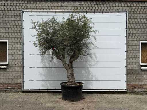 Ulivo Tronco liscio ramificato XL - Olea Europaea - circa 60 anni - altezza circa 280 cm