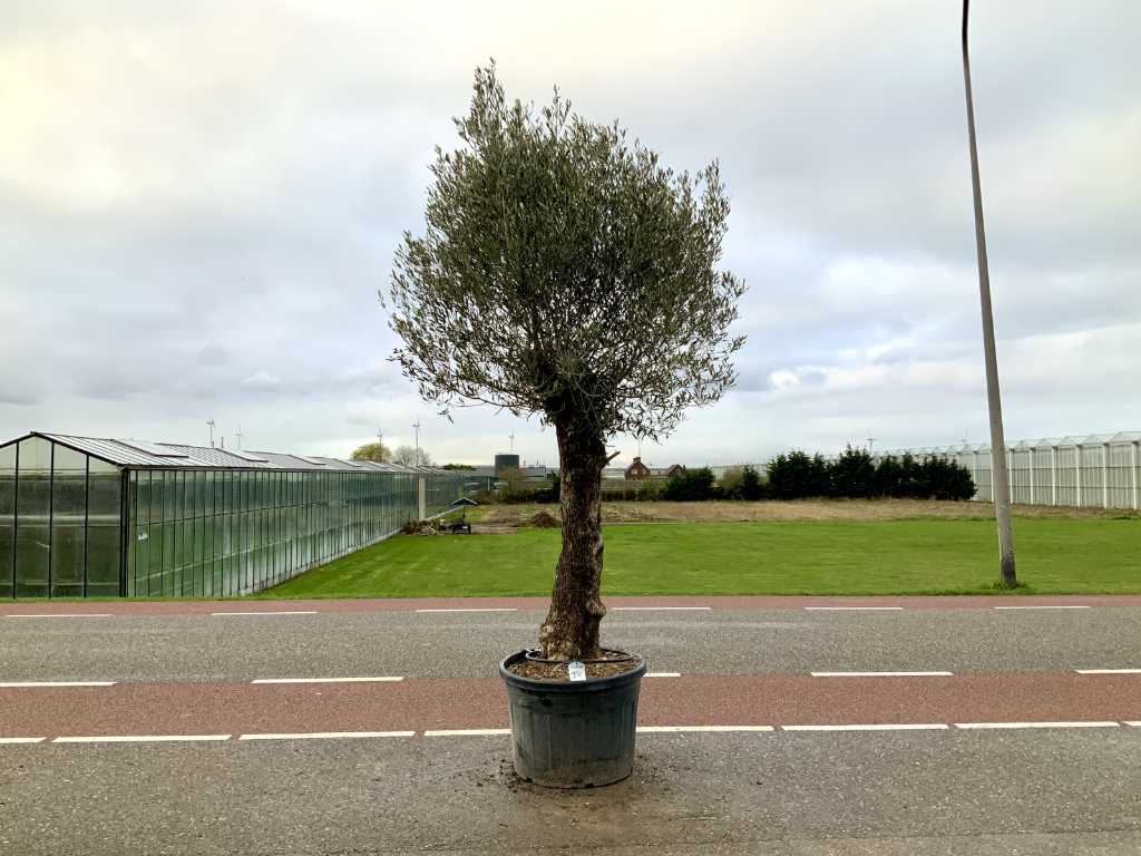 olive tree (Olea Europaea Lessini)