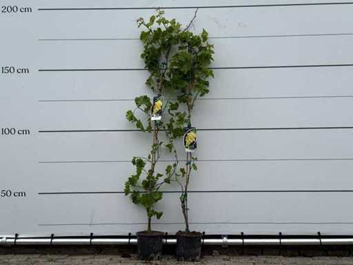 2x Grape plant - Vitis Vinifera - height approx. 180 cm