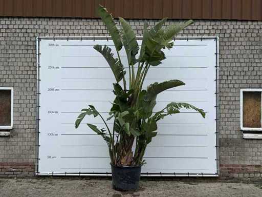 Plante oiseau de paradis XL - Strelitzia Augusta - hauteur environ 280 cm