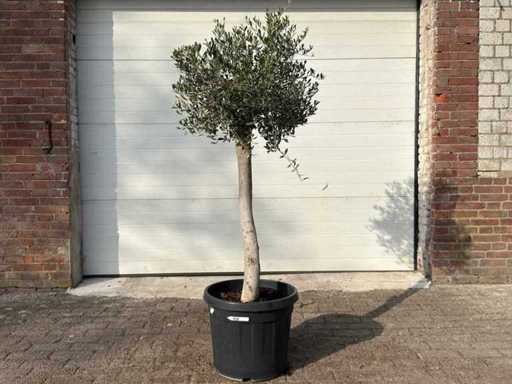 Olivenbaum Florida – Olea Europaea – Höhe ca. 170 cm