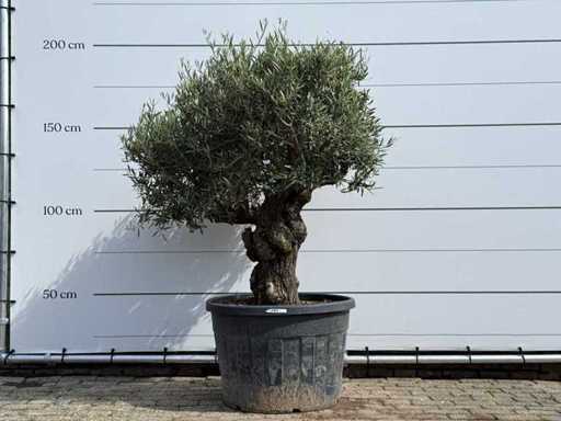 Olive tree Bonsai - Olea Europaea - approx. 80 years old - height approx. 200 cm