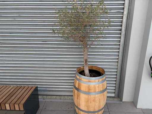 Olijfboom in Eikenhoutenvat