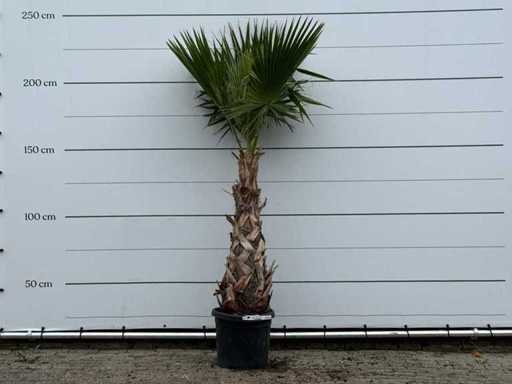 Palma a ventaglio messicana - Washingtonia Robusta - altezza circa 240 cm