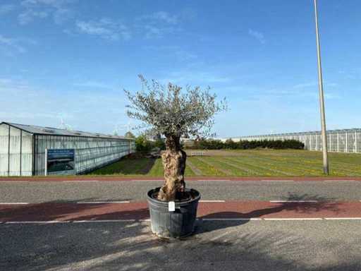 Olivenbaum (Olea Europaea Lessini)