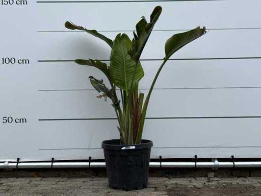 Bird of paradise plant M - Strelitzia Augusta - height approx. 150 cm