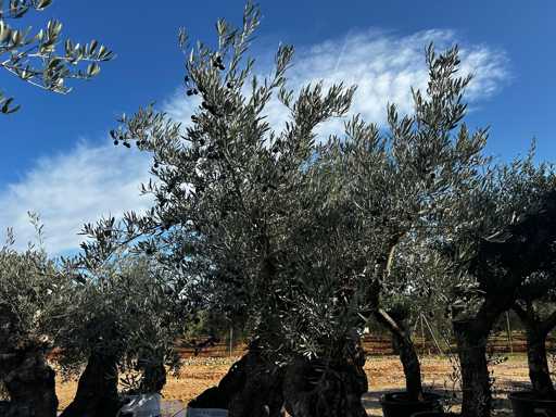  OLEA EUROPEA SECOLARE  
