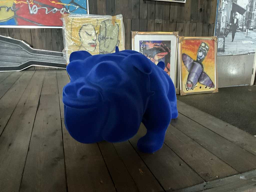 Blaue Samtbulldogge